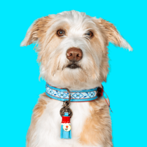 Dog with a mission Dutchie halsband 
